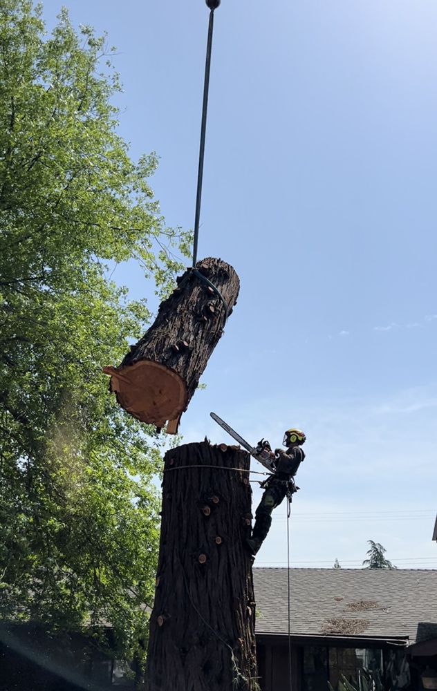 EASYSTUMPS TREE SERVICES