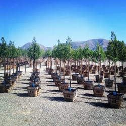 Valley Crest Nursery Thenurseries Valley Crest Tree Nurseries Gardening 3200 W Telegraph Rd