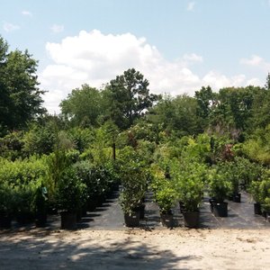 Brownswood Nursery 28 Photos Landscaping 1290 S Brownswood Nursery 28 Photos Landscaping 1290 S