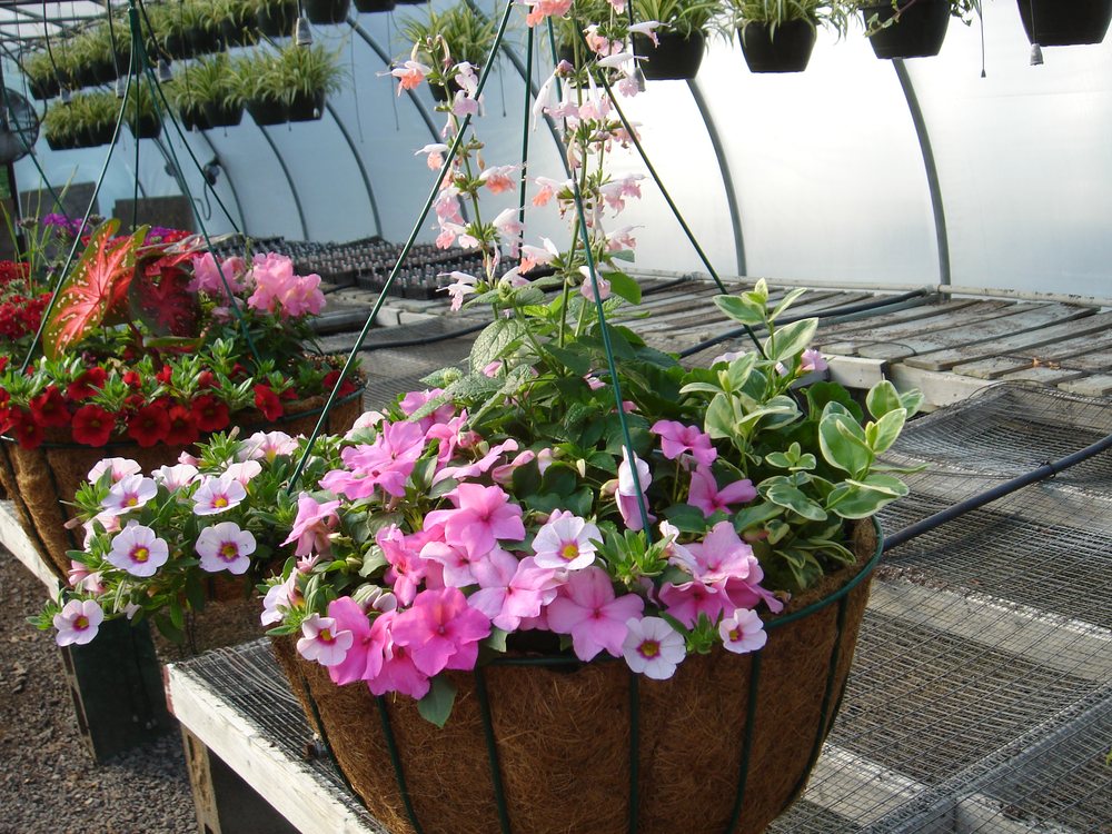 Harris Nursery Nurseries & Gardening 10156 Martinsville Hwy, Danville, VA Phone Number Yelp