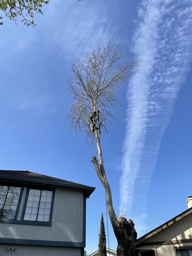 Lemur Tree Aid