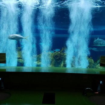 OdySea Aquarium - 637 Photos & 346 Reviews - Aquariums - 9500 E Via De ...
