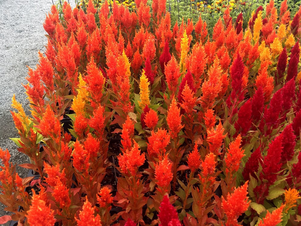 Campbell Road Nursery