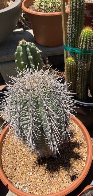 California Cactus Center