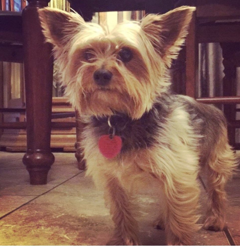 all breed pet grooming