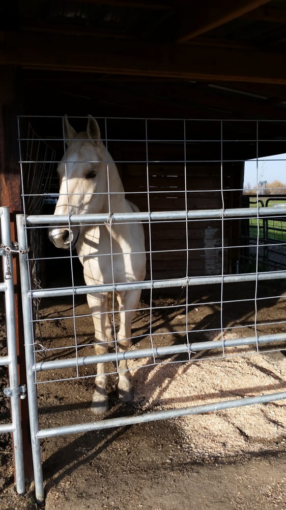 Topiary Farms Horse Boarding 5204 Maple Rd, Vacaville, CA Phone Number Yelp