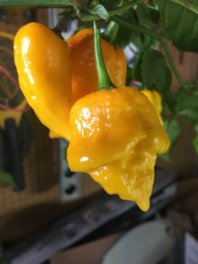 Garden Lodge Fresh