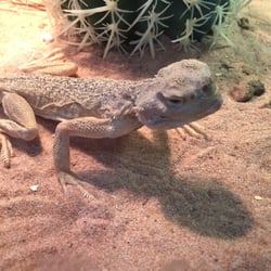 Predator’s Reptile Center - 24 Photos & 29 Reviews - Pet Stores - 1816
