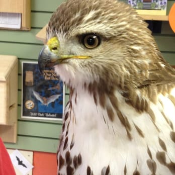 asheville wild birds unlimited bird shops 10 crispin asheville wild birds unlimited bird shops 10 crispin