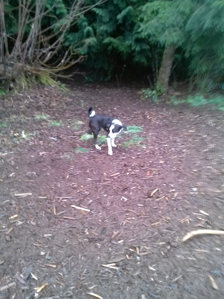 leash park near me beaver lake leash park 16 photos 16 reviews parks sammamish wa yelp leash park near me beaver lake leash park 16 photos 16 reviews parks sammamish wa yelp