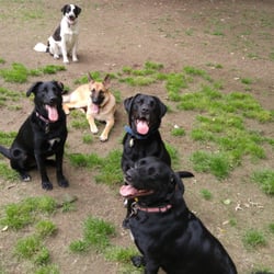 Dog Training Newport News Va Dog Training Newport News Va