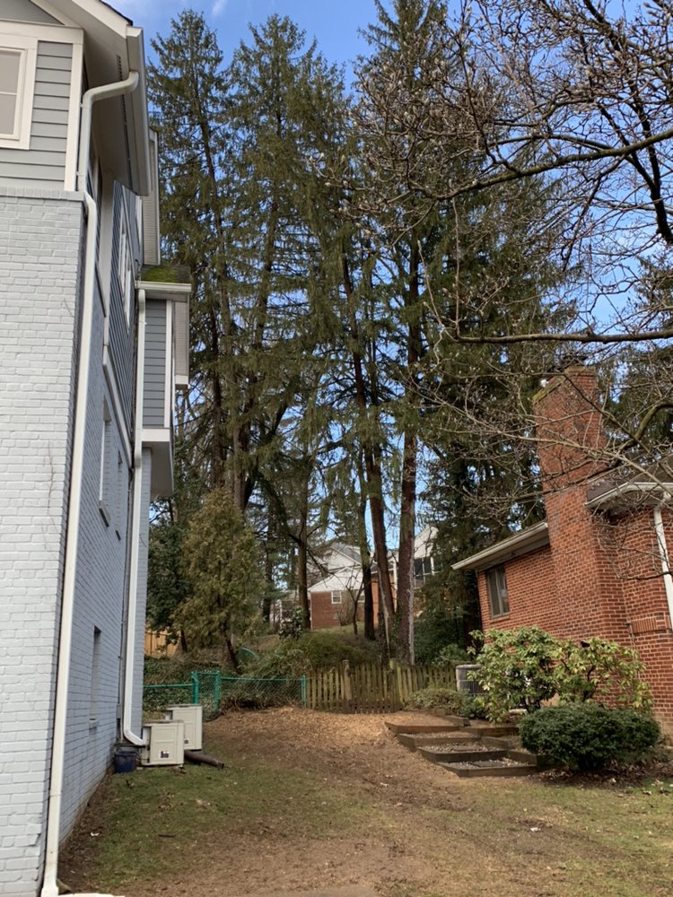 AX Tree Services