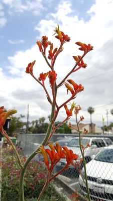 Parkview Nursery 3841 Jackson St Riverside Ca Nurseries Mapquest