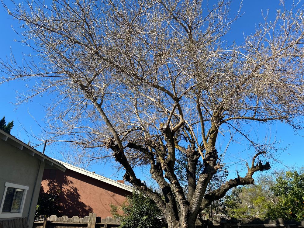 About Trees