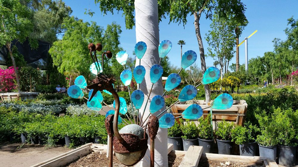 Whitfill Nursery 110 Photos 72 Reviews Nurseries Gardening Whitfill Nursery 110 Photos 72 Reviews Nurseries Gardening 824 E Glendale Ave Phoenix Az Phone Number Yelp