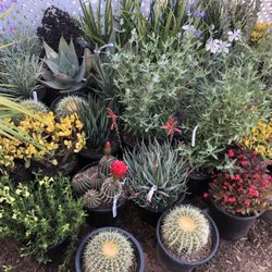 One Day Tree Landscape 159 Photos 220 Reviews Services Photo Of One Day Tree Landscape Los Angeles Ca United States