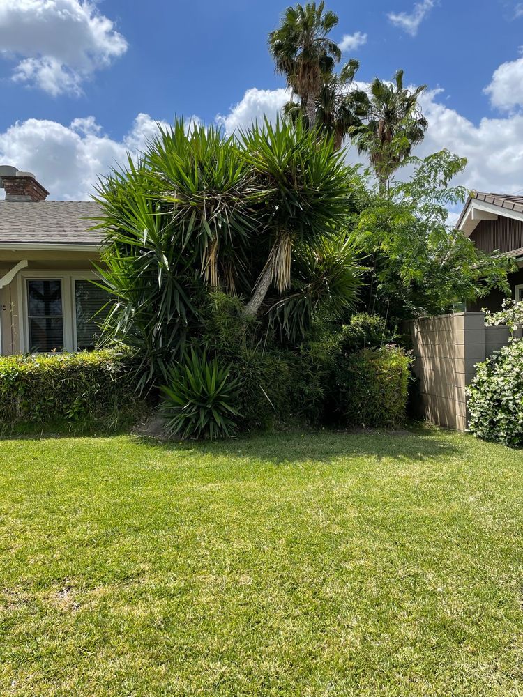 White Valley Tree Services