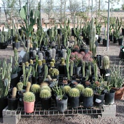 Linden Tree Nursery Inc 16 Photos Nurseries Gardening 11150 Photo Of Linden Tree Nursery Inc Sun City Az United States