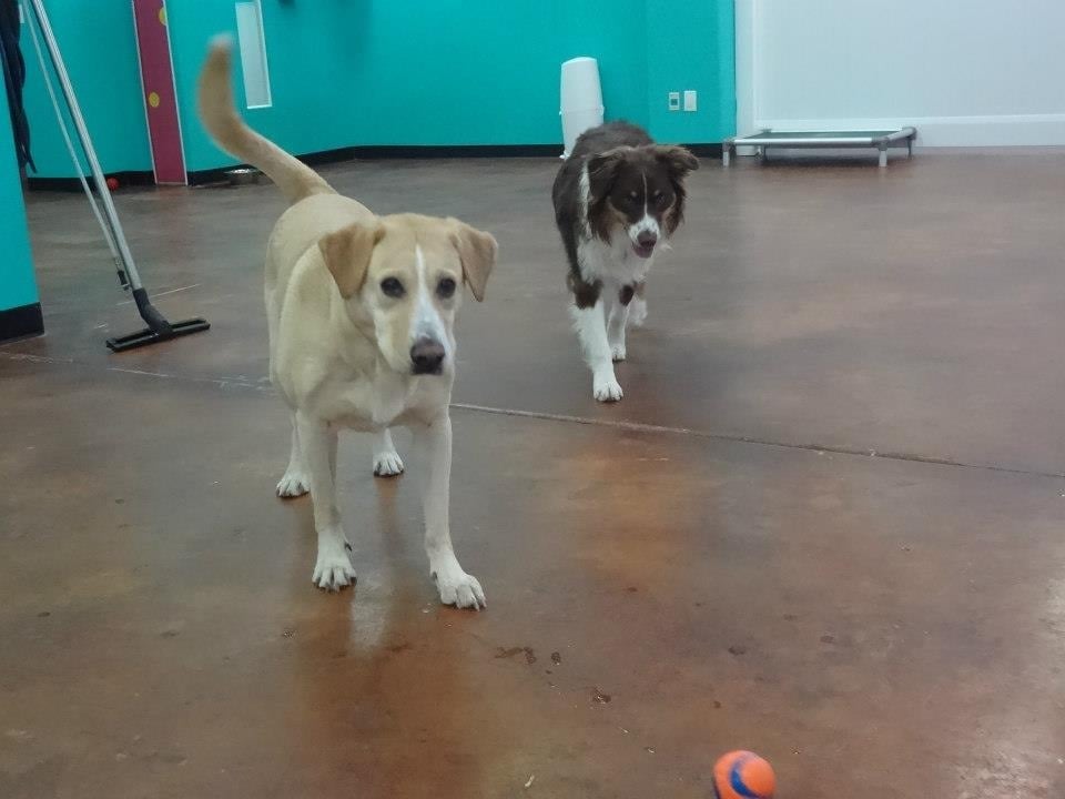 Hot Diggity Dog Daycare 35 Photos & 91 Reviews Pet Boarding/Pet