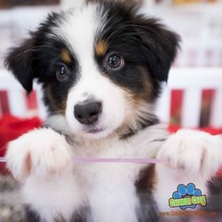 charm city puppies columbia md charm city puppies 42 foto s 38 reviews dierenwinkels 8205 snowden river pkwy charm city puppies columbia md charm city puppies 42 foto s 38 reviews dierenwinkels 8205 snowden river pkwy