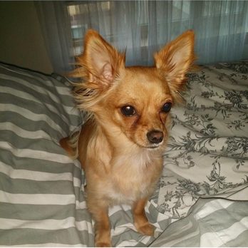 Lower East Side Animal Hospital - 59 Photos & 84 Reviews
