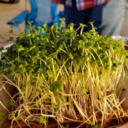 Best Organic Restaurants In Omaha Ne Last Updated January 2019 Yelp Omaha Microgreens