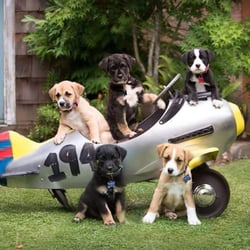 puppy rescue oregon oregon rescue 10 billeder 24 anmeldelser dyreinternater 6700 sw nyberg st puppy rescue oregon oregon rescue 10 billeder 24 anmeldelser dyreinternater 6700 sw nyberg st