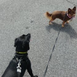 dog walker columbia md dog walker columbia md