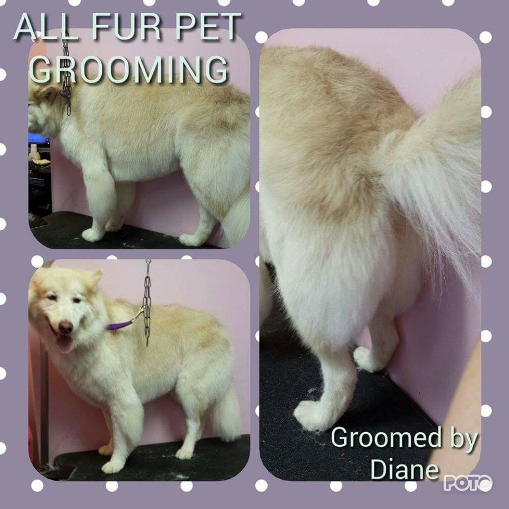 All Fur Pet Grooming 20 Photos Pet Sitting 36080 Goodwin Dr