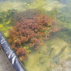Jacob S Nursery Closed Nurseries Gardening 21550 Temescal Photo Of Jacob S Nursery Corona Ca United States His New Ludwigia Ovalis