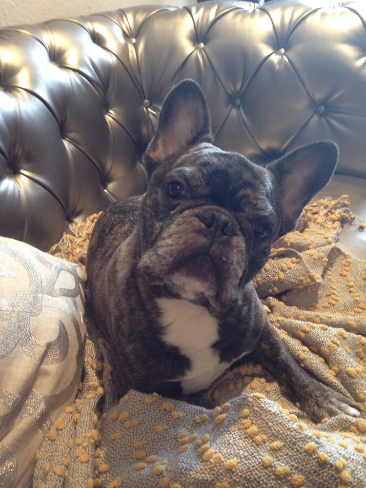 scraps dog company 20 reviews pet stores 6120 mae scraps dog company 20 reviews pet stores 6120 mae