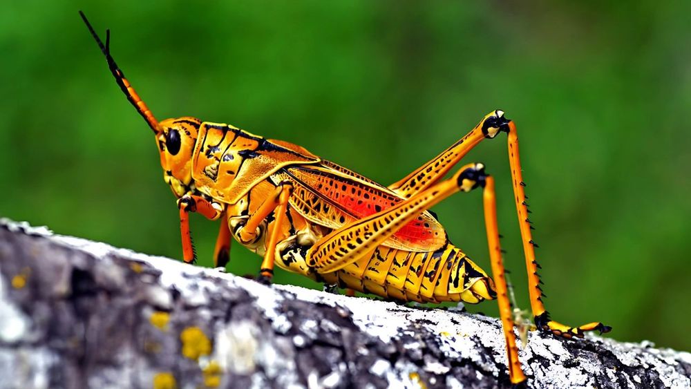 DIY pest and lawn