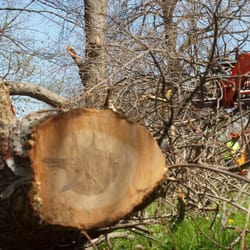Tree Service Bridgeport  Photo of Northeast Tree Service - Bridgeport, CT, United States