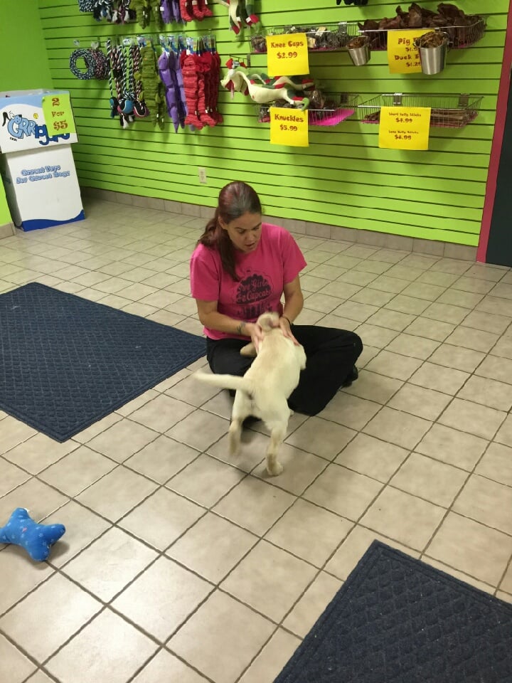 Dal Acres West Kennels Pet Sitting 2508 W Jefferson St, Springfield