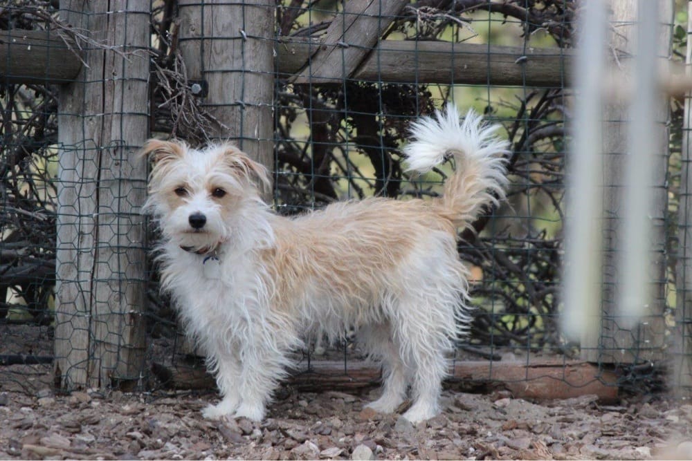 Dog Training Atascadero Dog Training Atascadero
