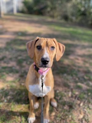 Critter Cuts & Kennels