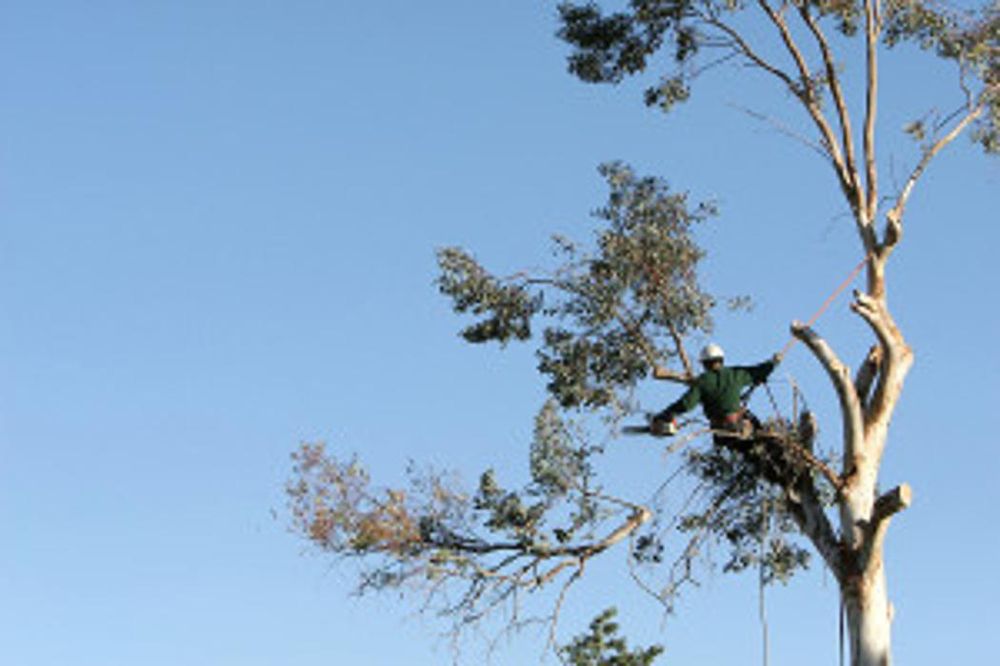 Tarzan Tree Service