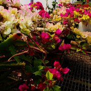 Howard Pine S Garden Center Green Houses 60 Photos Nurseries Photo Of Howard Pine S Garden Center Green Houses Lawrence Ks United States