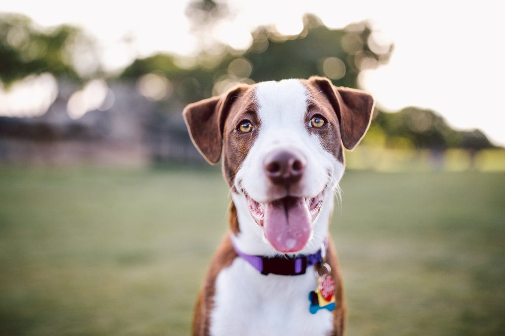 Photos for THRIVE Affordable Vet Care Yelp