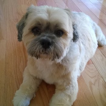 Lucky Dog Grooming Manassas Reviews Lucky Dog Grooming Manassas Reviews