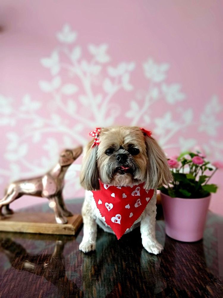 Ruby Clippers Pet Grooming