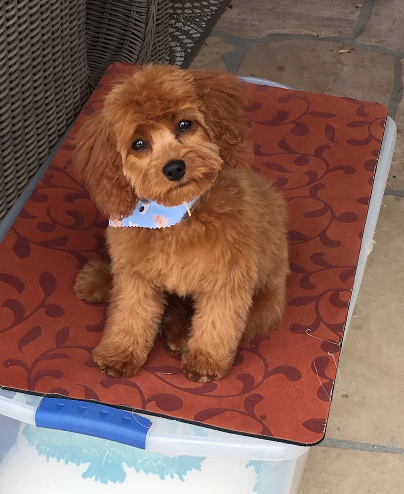 Critter Corral Pet Grooming 24 Photos & 44 Reviews Pet Sitting