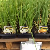 Green Acres Nursery Supply 110 Photos 80 Reviews Nurseries Photo Of Green Acres Nursery Supply Folsom Ca United States Chives