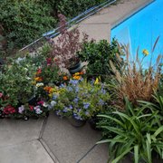 Village Nurseries 26 Photos 25 Reviews Gardening 15 Gal Dogwood Photo Of Village Nurseries Sacramento Ca United States