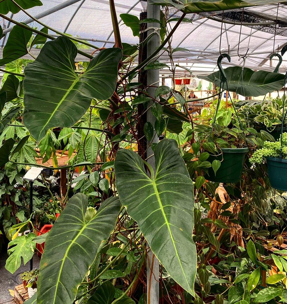 Growin Green Nursery