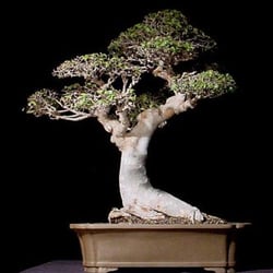 Dallas Bonsai 11 Reviews Nurseries Gardening 4460 W Walnut Photo Of Dallas Bonsai Garland Tx United States