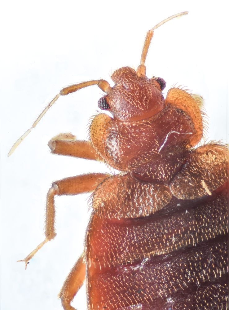 Northwest Bedbug