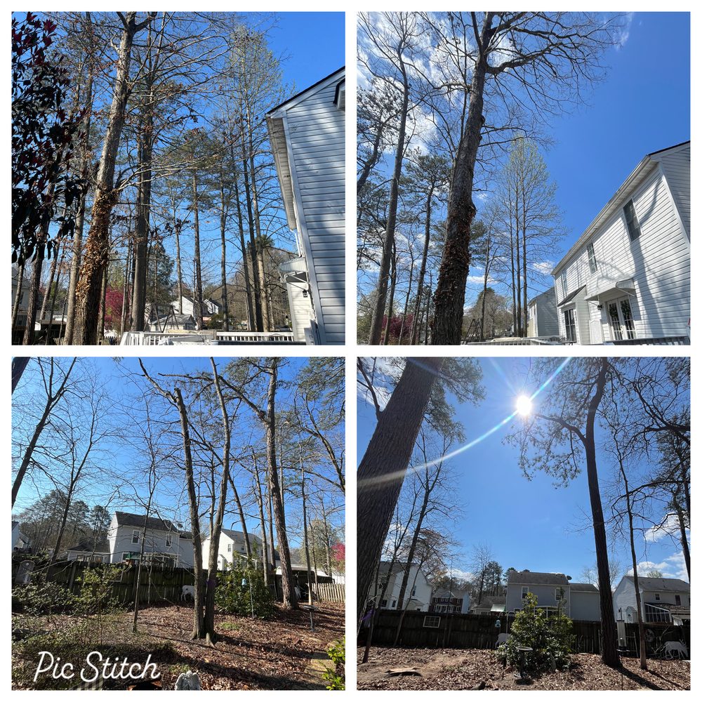 Javier Pro Tree Service