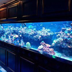 vivid aquariums 54 photos