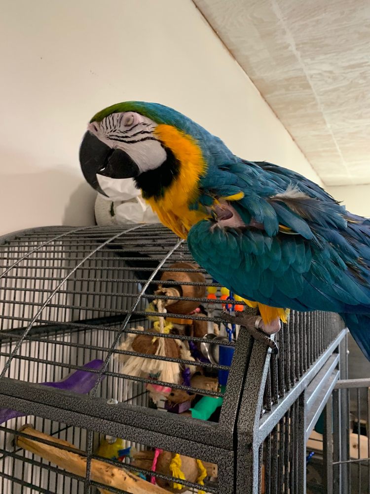 Walker Home Town Animal Care Image